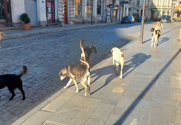"გვეშინია ქუჩაში გასვლის" - მომრავლებული უპატრონო ძაღლები ქუთაისში