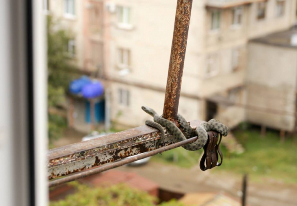 ქუთაისში,   საცხოვრებელი კორპუსის მეექვსე სართულზე  ქვეწარმავალი იპოვეს