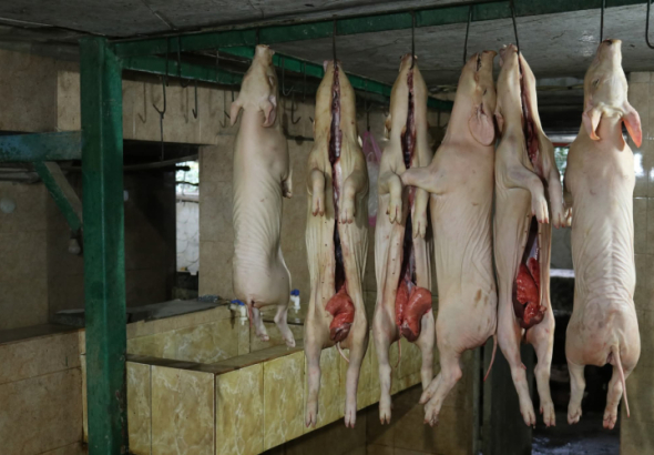 სურსათის ეროვნულმა სააგენტომ ქუთაისში არალეგალური სასაკლაო გამოავლინა 