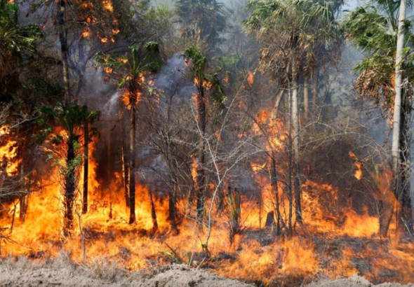 საქართველოში ტყის ხანძრების რამდენიმე კერა ფიქსირდება