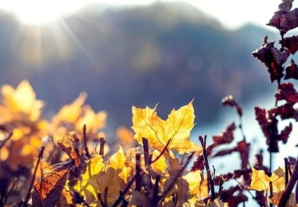 22 დეკემბრის ჩათვლით, საქართველოში უნალექო ამინდი შენარჩუნდება