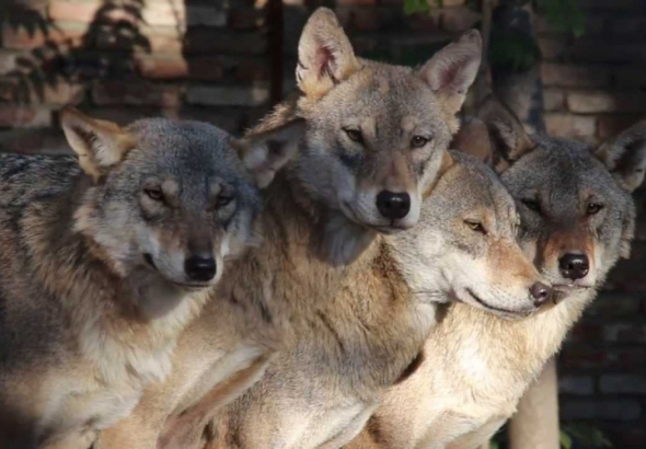 საქართველოში, მათ შორის იმერეთში, ტურებსა და მგლებს დაითვლიან - ტენდერი გამოცხადებულია