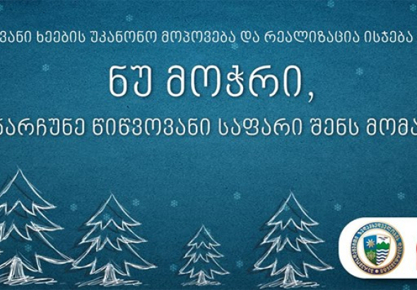 გარემოსდამცველები წიწვოვანი ხეების უკანონო მოჭრაზე კონტროლს აძლიერებენ