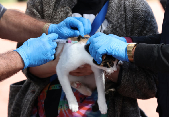 26 სექტემბერს, ცოფის საწინააღმდეგო ვაქცინაცია, მთელი ქვეყნის მასშტაბით, უფასო იქნება