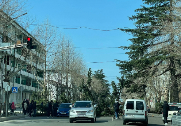ძლიერმა ქარმა ქუთაისში  ხე მოთხარა 