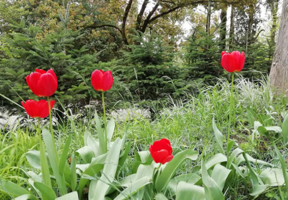 გაზაფხული ბოტანიკურ ბაღში (ფოტო)