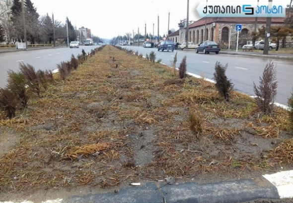 ბუჩქებს სიცივის გამო სძინავთ - სამუშაოების შემსრულებელი კომპანია ნიკეას ქუჩაზე (ფოტო)