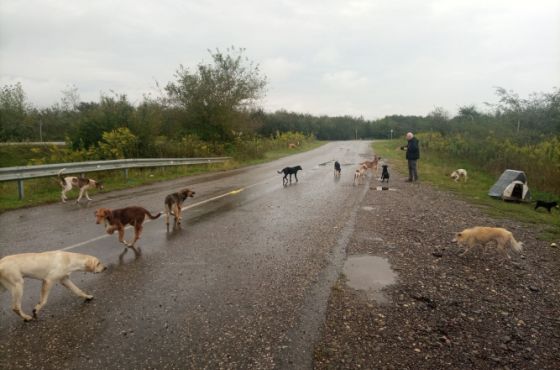 მიტოვებულები და განწირულები - მიუსაფარი ძაღლების ტერიტორია