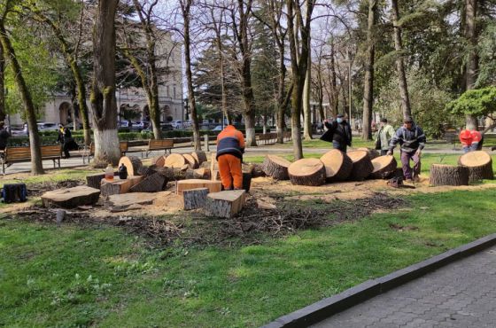 ქუთაისის ცენტრალურ ბულვარში მრავალწლოვანი ხე მოჭრეს