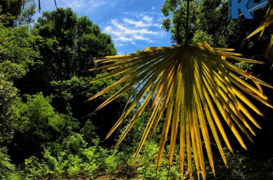ქუთაისის ბოტანიკურმა ბაღმა ვიზიტორთა მიღება განაახლა