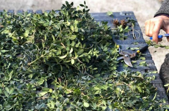 ბზობის დღესასწაულთან დაკავშირებით ბზის მოჭრაზე კონტროლი მკაცრდება