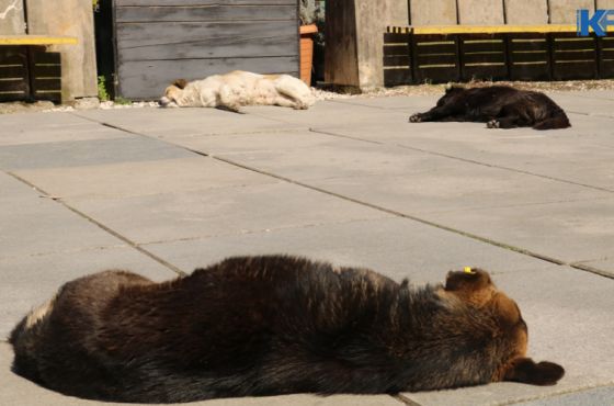 "უსაფრთხოდ ვერ გაივლი" - ქუჩებში მიუსაფარი ცხოველების რაოდენობა გაიზარდა