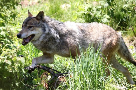 "გამგებელიც მგელმა შეჭამა, თუ სადაა?" - ჭიათურის სოფელში დახმარებას ითხოვენ