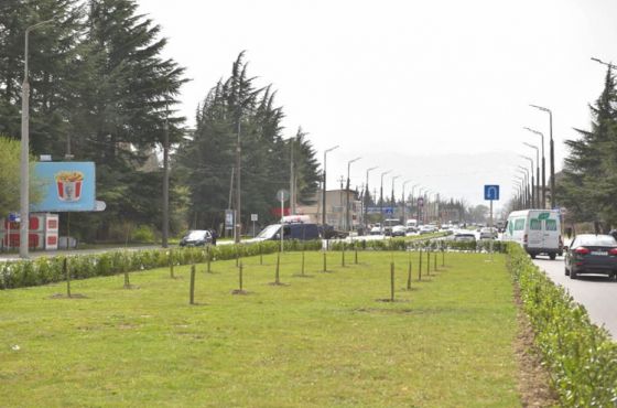 ქუთაისში საკურას ხეივანი გაშენდა