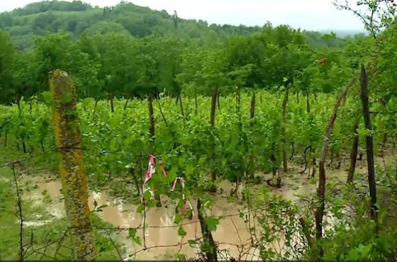 "ყველაფერი გააფუჭა, ხილი, ვენახი, ყანა" - იმერეთში სტიქიის შედეგებს ითვლიან