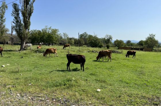"ბევრი საქონელი იკარგება ამ რაიონში" - ხონის სოფელში მოსახლეობას კამეჩები მოპარეს