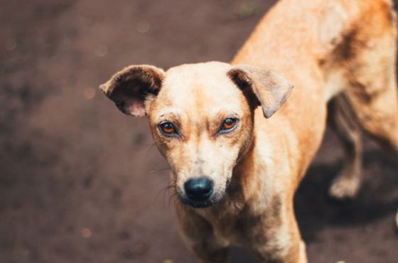 ძაღლების სისხლიანი ორთაბრძოლები ქუთაისში არასრულწლოვნების მონაწილეობით