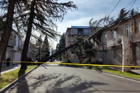 ძლიერი ქარის შედეგად, ქუთაისში ხე სახლს დაეცა