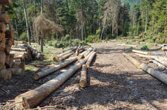 იმერეთში ხე-ტყის უკანონო მოპოვების 7 ფაქტი გამოვლინდა
