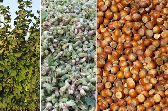 რა შემთხვევაში შეუძლიათ პირებს თხილის სუბსიდირების პროგრამაში მონაწილეობის მიღება