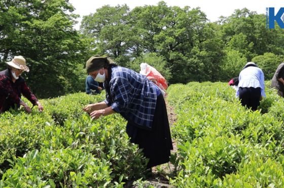  კოლმეურნეობიდან - კოოპერატივამდე - ჩაის პლანტაციის ისტორია ჭიათურაში  (ვიდეო/ფოტო)