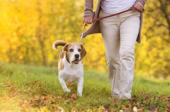 ცხოველის გასეირნების წესების დარღვევის შემთხვევაში ჯარიმების გაზრდა იგეგმება