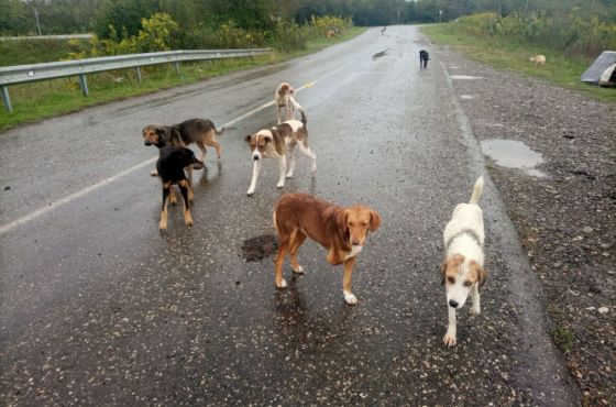 ხონში, ცოფიან ძაღლთან კონტაქტში მყოფი 12 პირია გამოვლენილი
