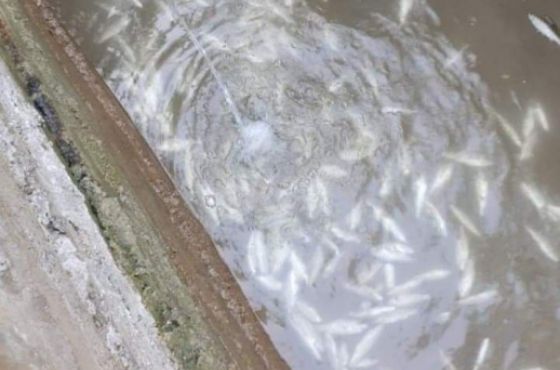 ხარაგაულში ადიდებულმა მდინარემ საკალმახე მეურნეობა  გაანადგურა (ვიდეო)