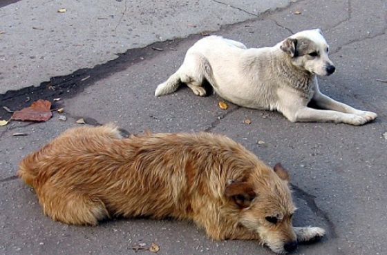 იმერეთის 11 მუნიციპალიტეტიდან მიუსაფარ ცხოველთა თავშესაფარი არსად ფუნქციონირებს