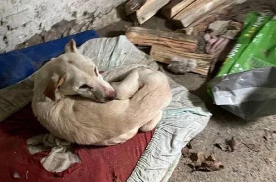 რუსებმა  უკრაინაში სამასადე ძაღლი შიმშილით და წყურვილით დახოცეს