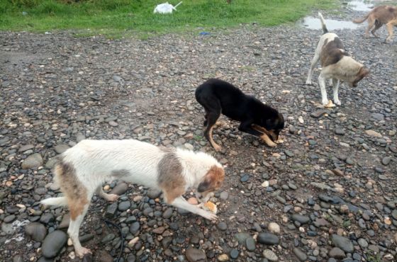 ცოფის დაფიქსირების შემდეგ, ხონში მიუსაფარი ძაღლების თავშესაფრების მომსახურებას შეისყიდიან