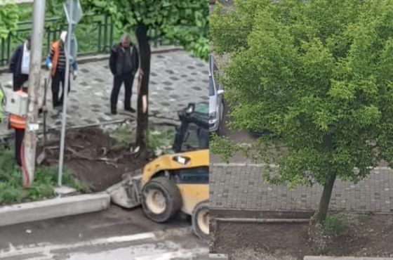 "აღმაშენებლის გამზირზე ხეს  ძირები მიაჭრეს, რადგან გზად გადაეღობათ" (ვიდეო)