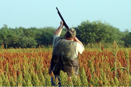 ნადირობის სეზონი თვის ბოლოს გაიხსნება