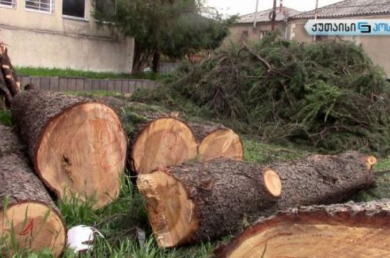 ტყეში შეშის მოგროვების პრაქტიკა იცვლება