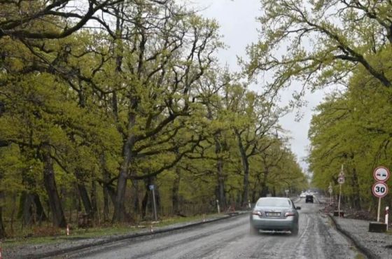ხეივნის განათება, საფეხმავლო და ველობილიკების მოწყობა - მუხნარის ტყეში დაგეგმილი სამუშაოები