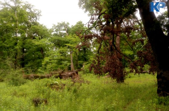 მუხრანის ტყის რეაბილიტაცია იგეგმება