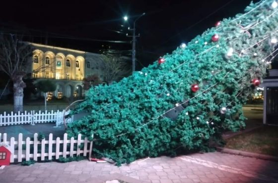 სამტრედიაში ქარმა ნაძვის ხე წააქცია