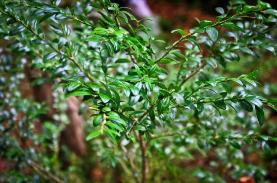 ბზის უკანონო მოპოვებაზე გარემოსდაცვითი ზედამხედველობის დეპარტამენტი კონტროლს ამკაცრებს