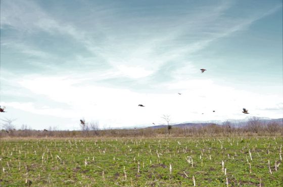 ჭორვილაში გამრავლებული ხოხობი ზესტაფონში გაუშვეს
