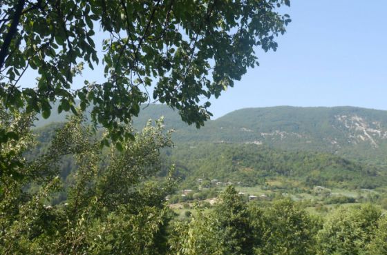 ამბროლაურის სოფელ კვაცხუთში ცოფის შემთხვევა დაფიქსირდა