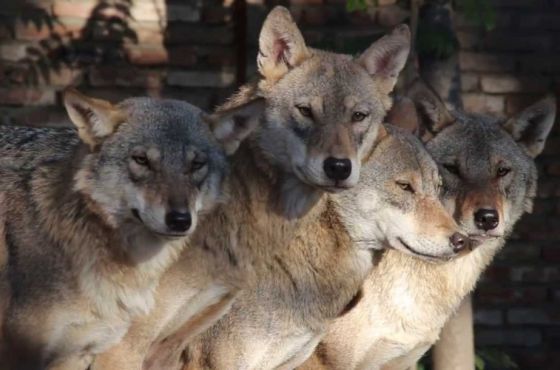 საქართველოში, მათ შორის იმერეთში, ტურებსა და მგლებს დაითვლიან - ტენდერი გამოცხადებულია