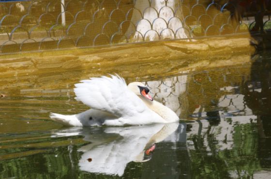 ჭიათურაში ,,გედების ტბაზე''  მომხდარ სავარაუდო ვანდალიზმის ფაქტზე მოკვლევა დაუწყო 