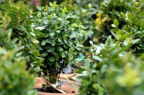 მართლმადიდებელი ეკლესია ბზობას აღნიშნავს