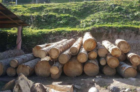  იმერეთში ხე-ტყის უკანონო მოპოვებისა და ტრანსპორტირების 7 ფაქტი გამოავლინეს