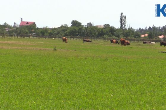 რა ხდება ტერიტორიაზე, სადაც ელექტრომობილების ქარხანა უნდა აშენდეს (ვიდეო)