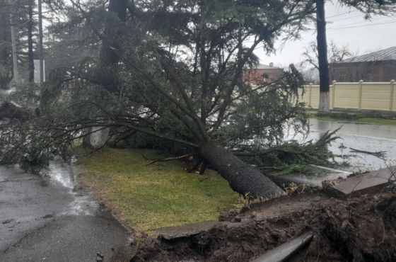 მოგლეჯილი ხეები, დაზიანებული ელექტროგადამცემი ხაზები და გაზსადენი მილები - უამინდობა იმერეთში