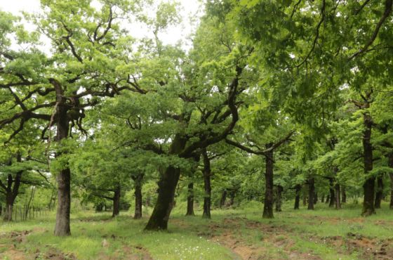 რეკრეაციული განვითარება - კიდევ რა იგეგმება ქუთაისის მუხნარის ტყეში