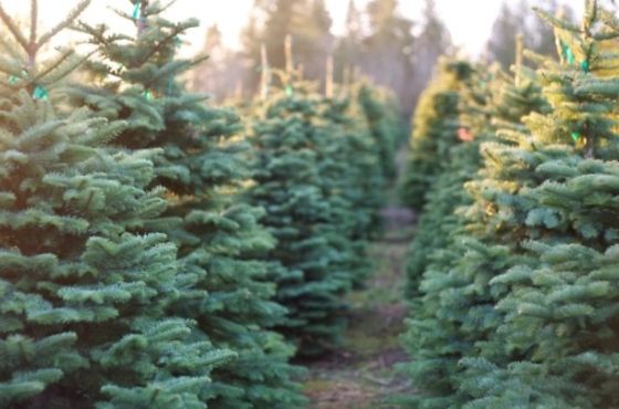  ზედამხედველობის სამსახური წიწვოვანი ხე-მცენარეების რეალიზაციის პუნქტების შემოწმება დაიწყო