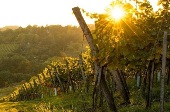 2023 წელს ვენახების კადასტრის პროგრამა იმერეთშიც განხორციელდება