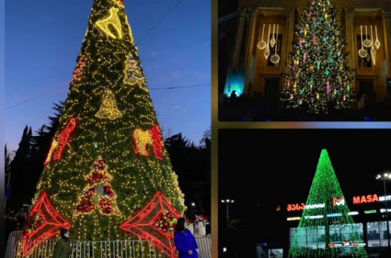 ქუთაისის ნაძვის ხეები (ფოტო)